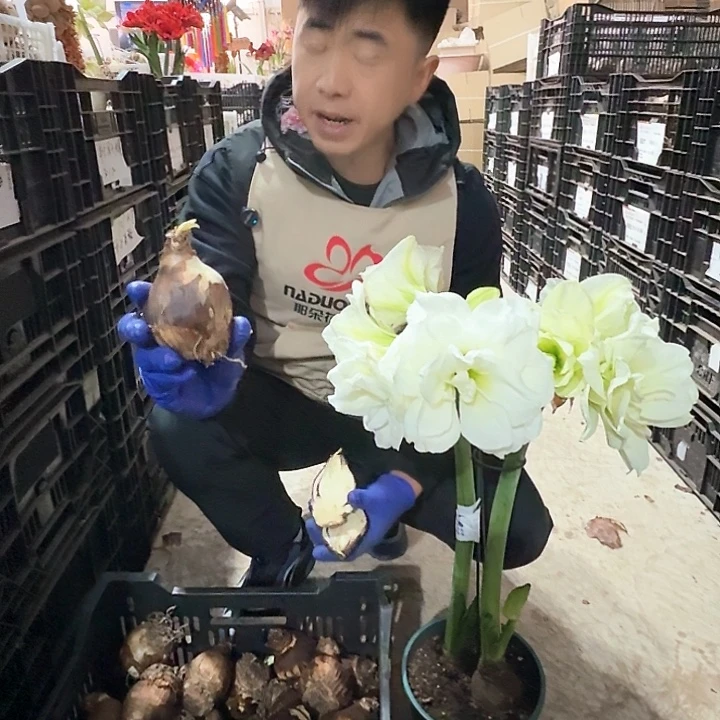 阿拉斯加歪瓜裂枣球，春节看花进口