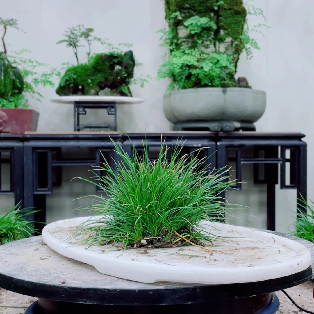 无铅玻璃藏*铁线蕨等植物的生长发育和