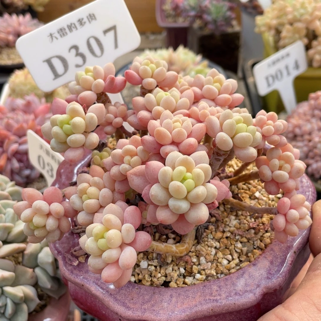 307鱼子酱不带盆12厘米