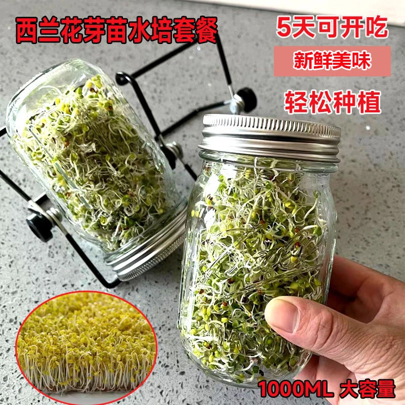 优质西兰花芽苗种子苜蓿芽苗种籽紫甘蓝芽种子无土培育发芽率高