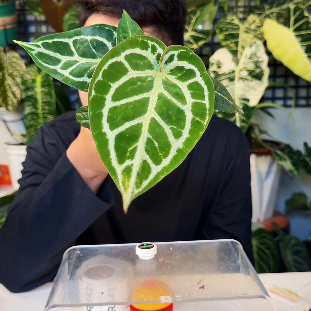 不开花植物R139铜锣烧杂银骑士