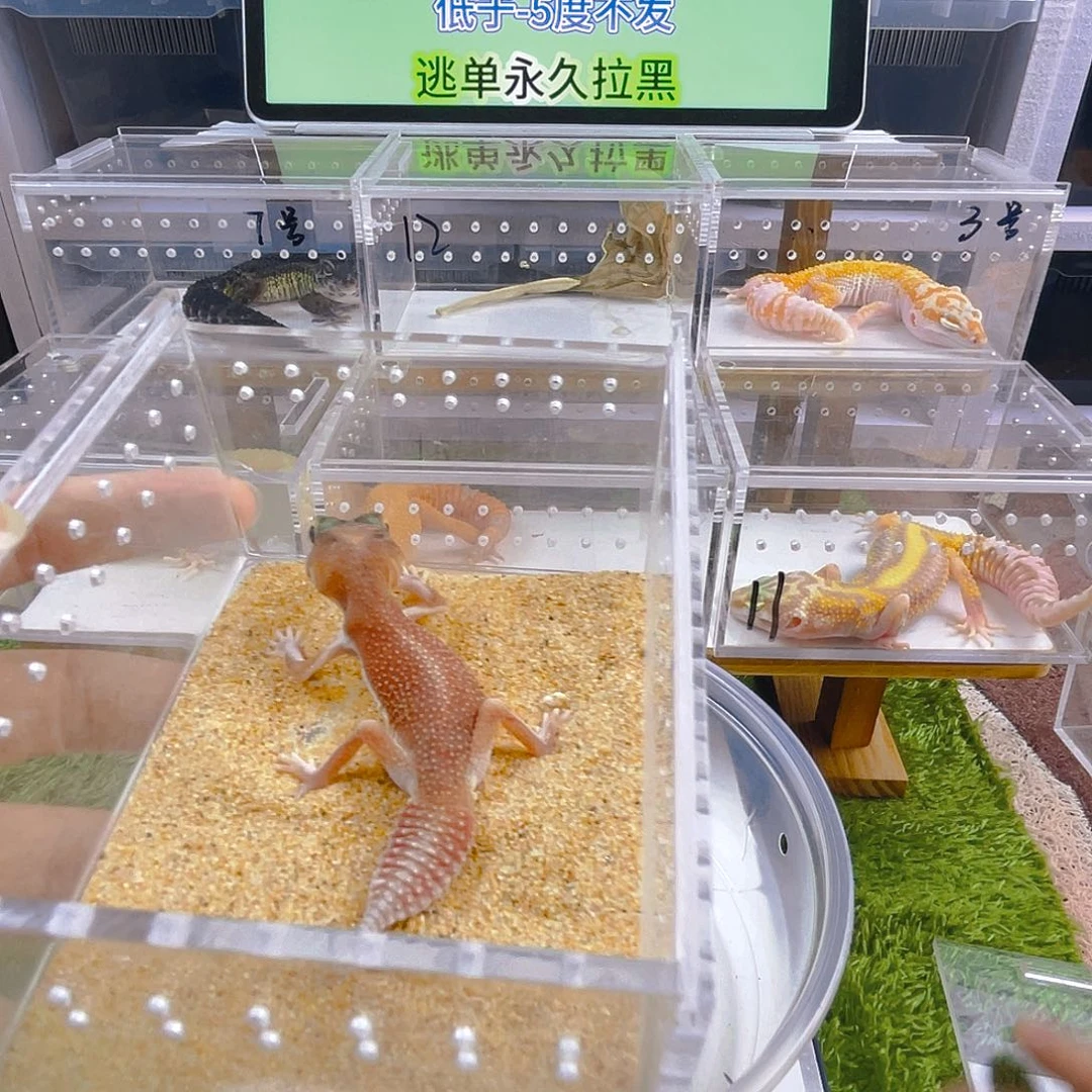 豹纹守宫守宫好看迷人可爱