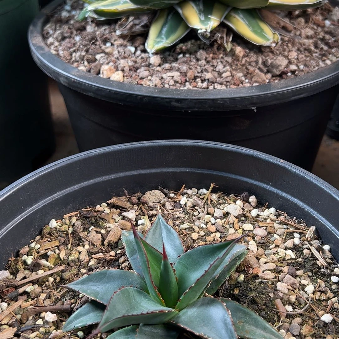 无花朵多肉植物厚叶亚利桑那