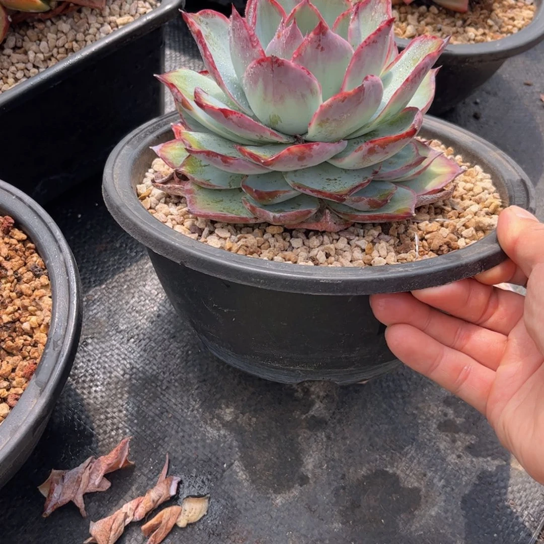 无花朵哩*哩友家多肉一物一拍