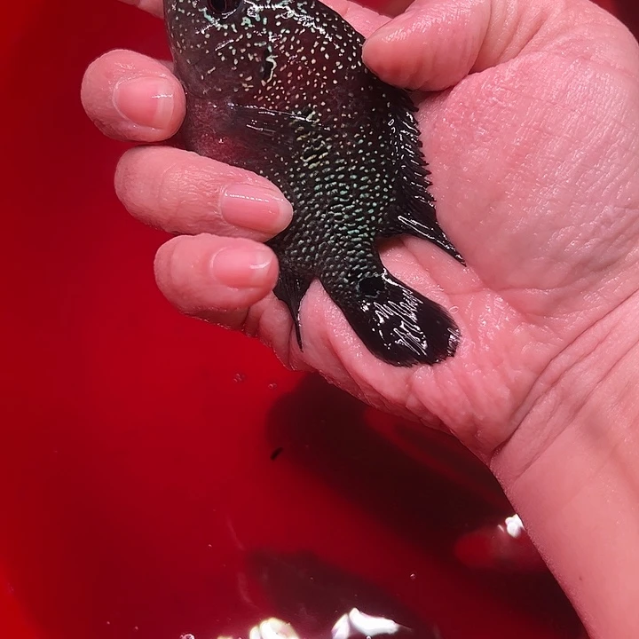 *****罗汉鱼大概fvv宝贝以后