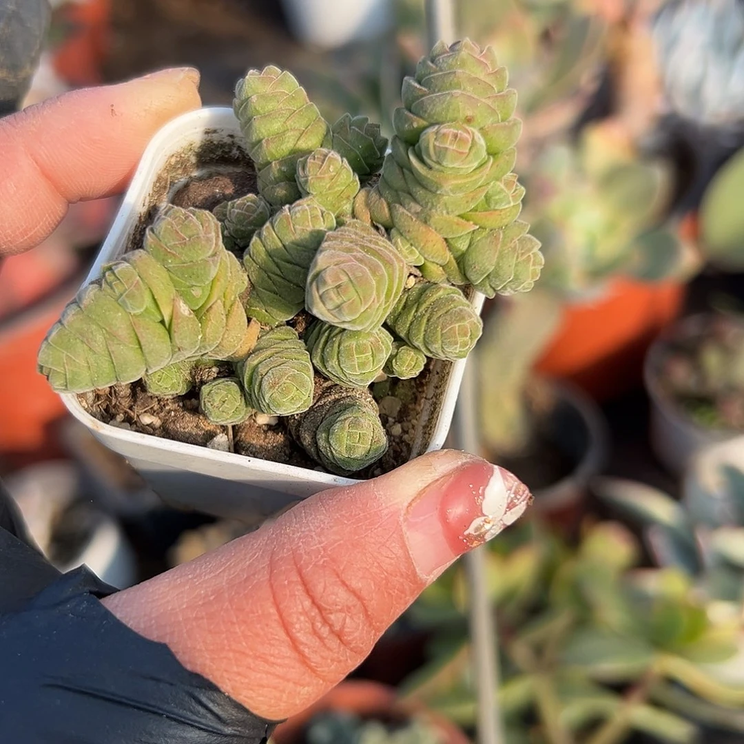 多肉植物绒塔群生