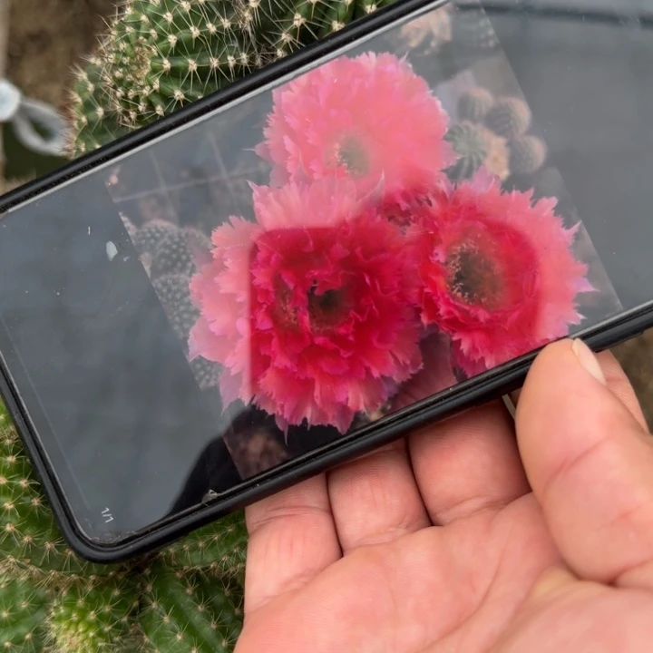 凤羽6号无根侧牙3公分一颗