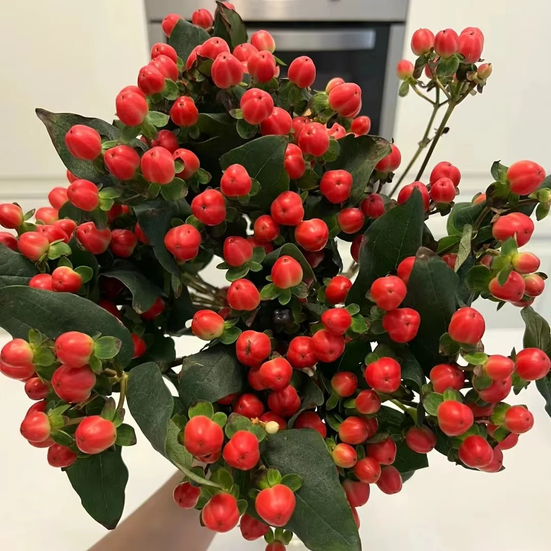 氧花季 红豆相思豆 凑单品 收到先醒花 拍1单发中通