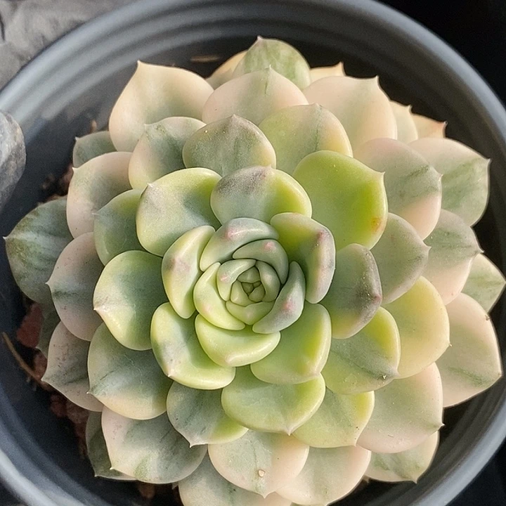 粉布偶锦大单头拉丝复轮