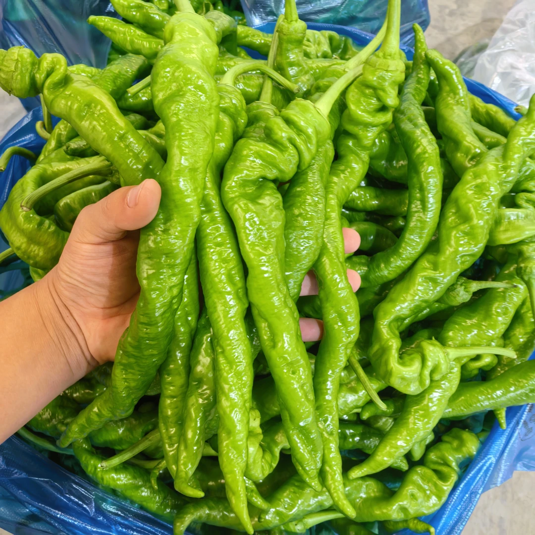 【螺丝椒】安徽农户自种螺丝椒中辣香辣螺丝椒薄皮螺丝椒新鲜现采