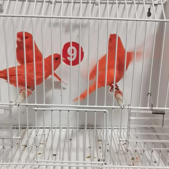 飞***鸟虎皮鹦鹉红袍差价