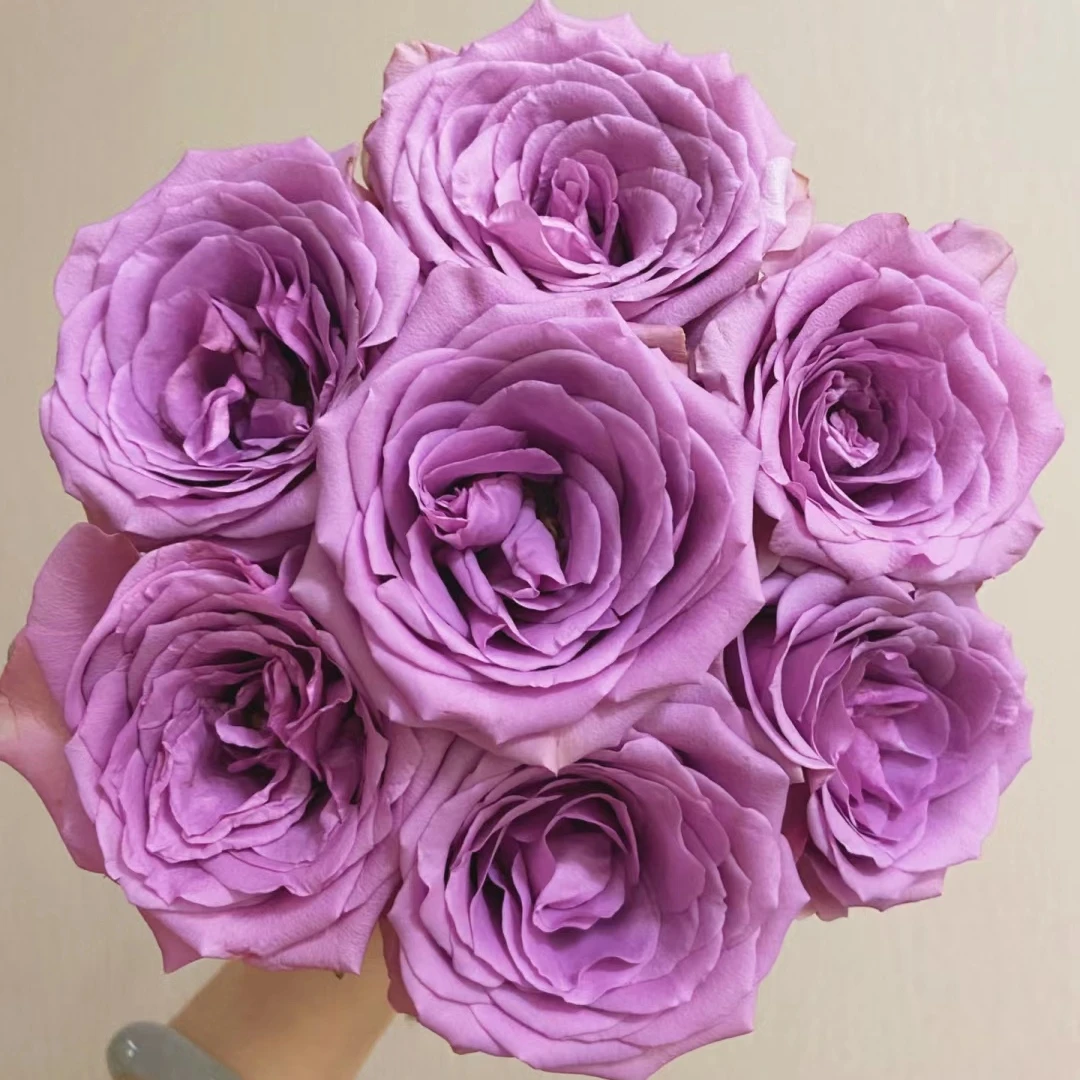 【如熙臻选】紫霞仙子——单头玫瑰鲜花