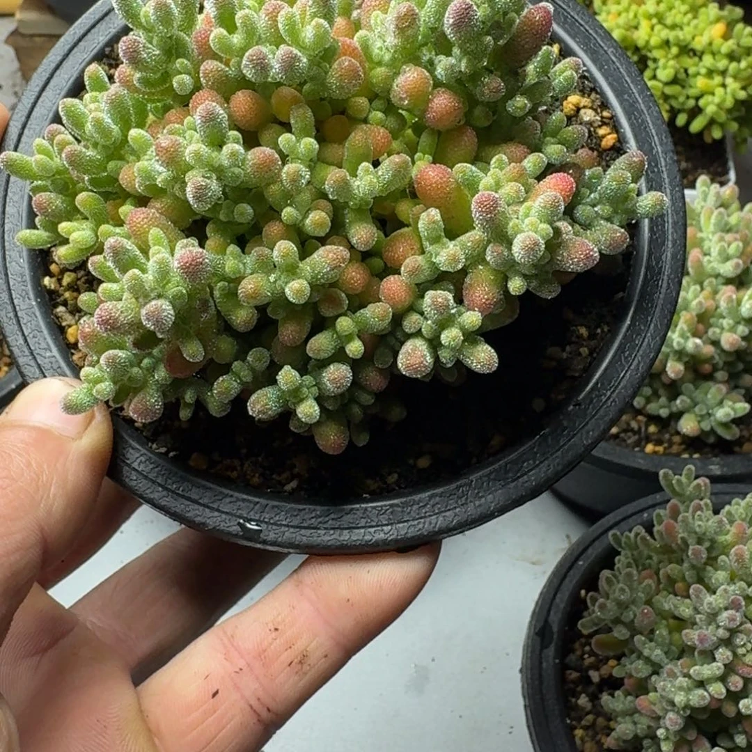 《****》冰晶 多肉植物枝干