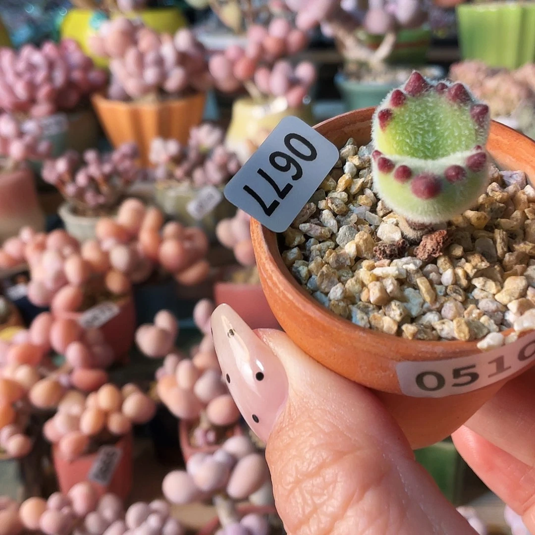 土***核多肉植物的生长发育和生长发育