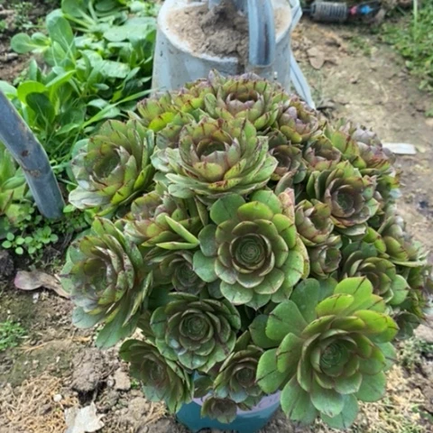 万拉丝多肉植物095