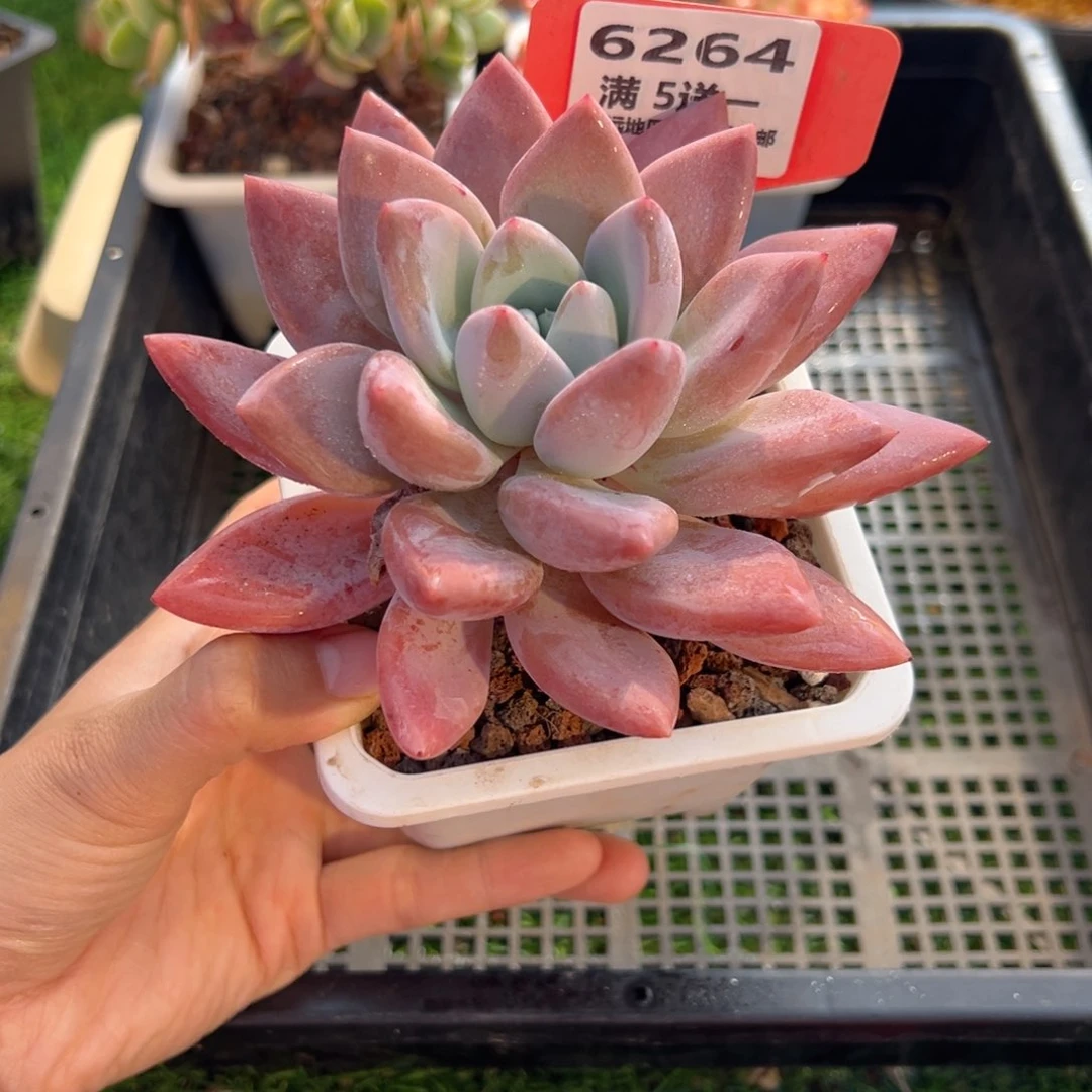 表妹精品多肉6264.