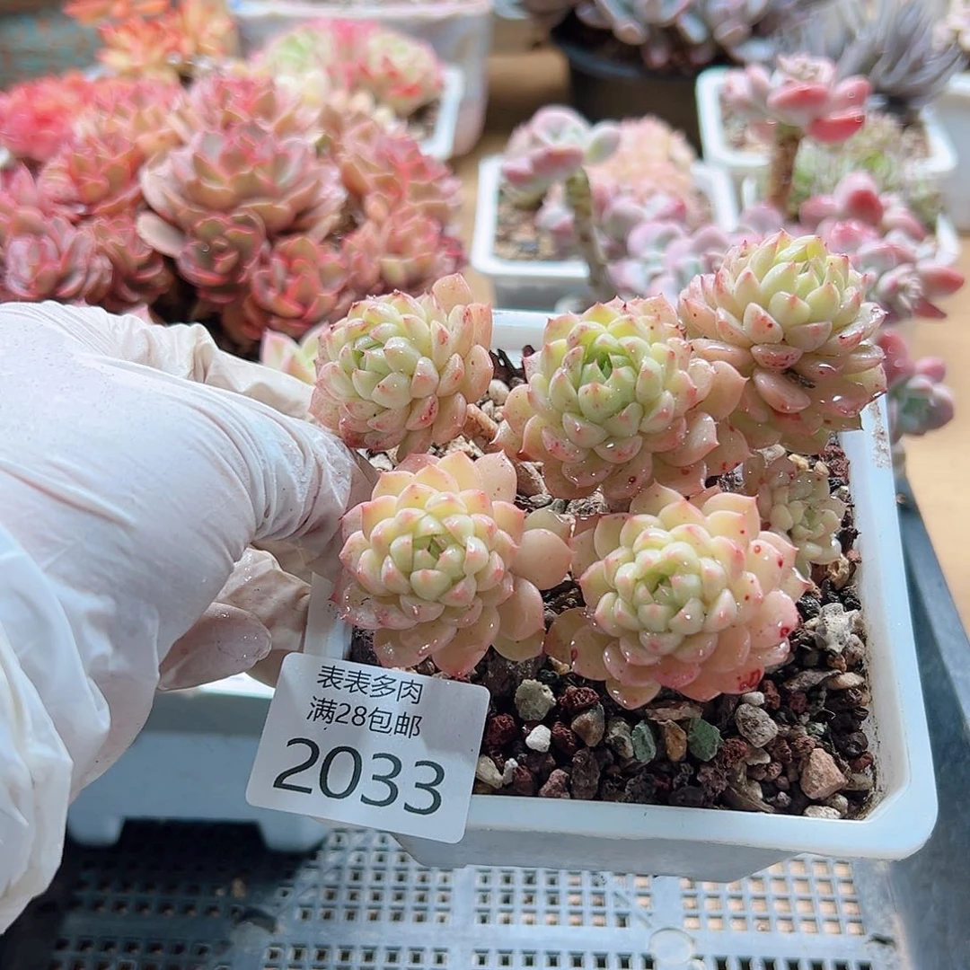 多肉一物＿拍2033