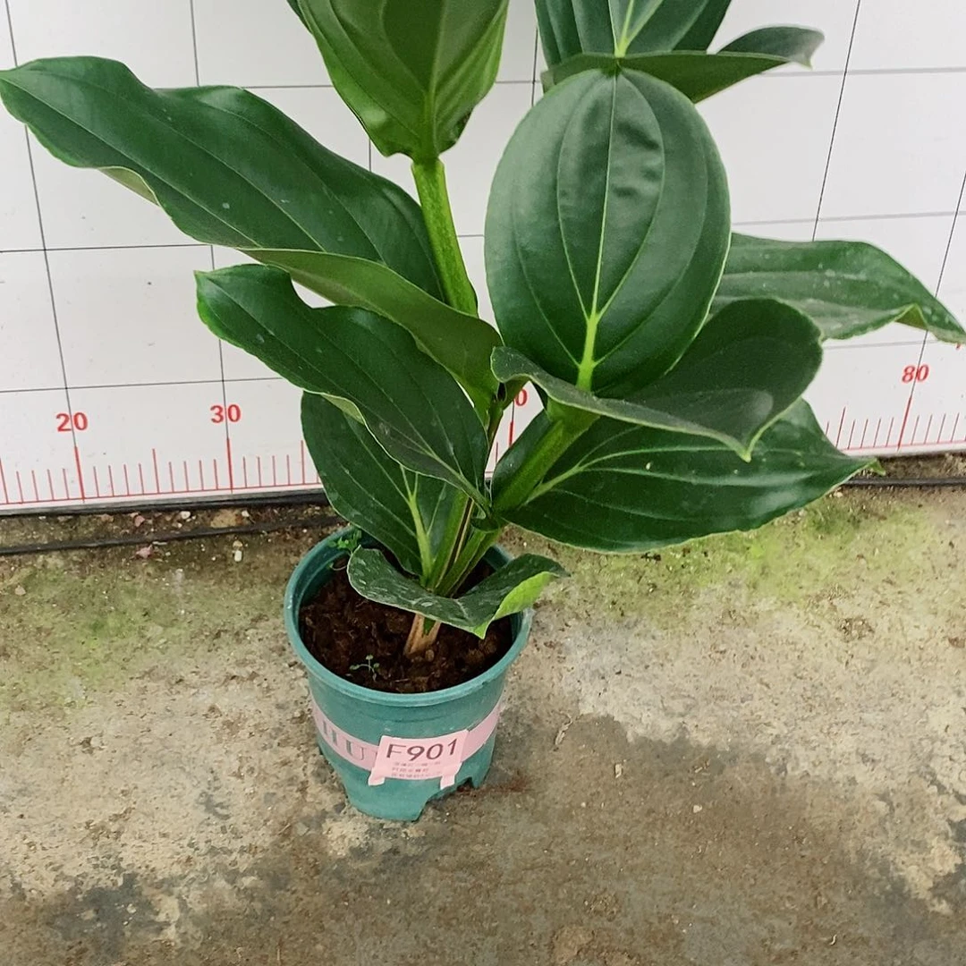 无花朵萍**逢木本花卉901