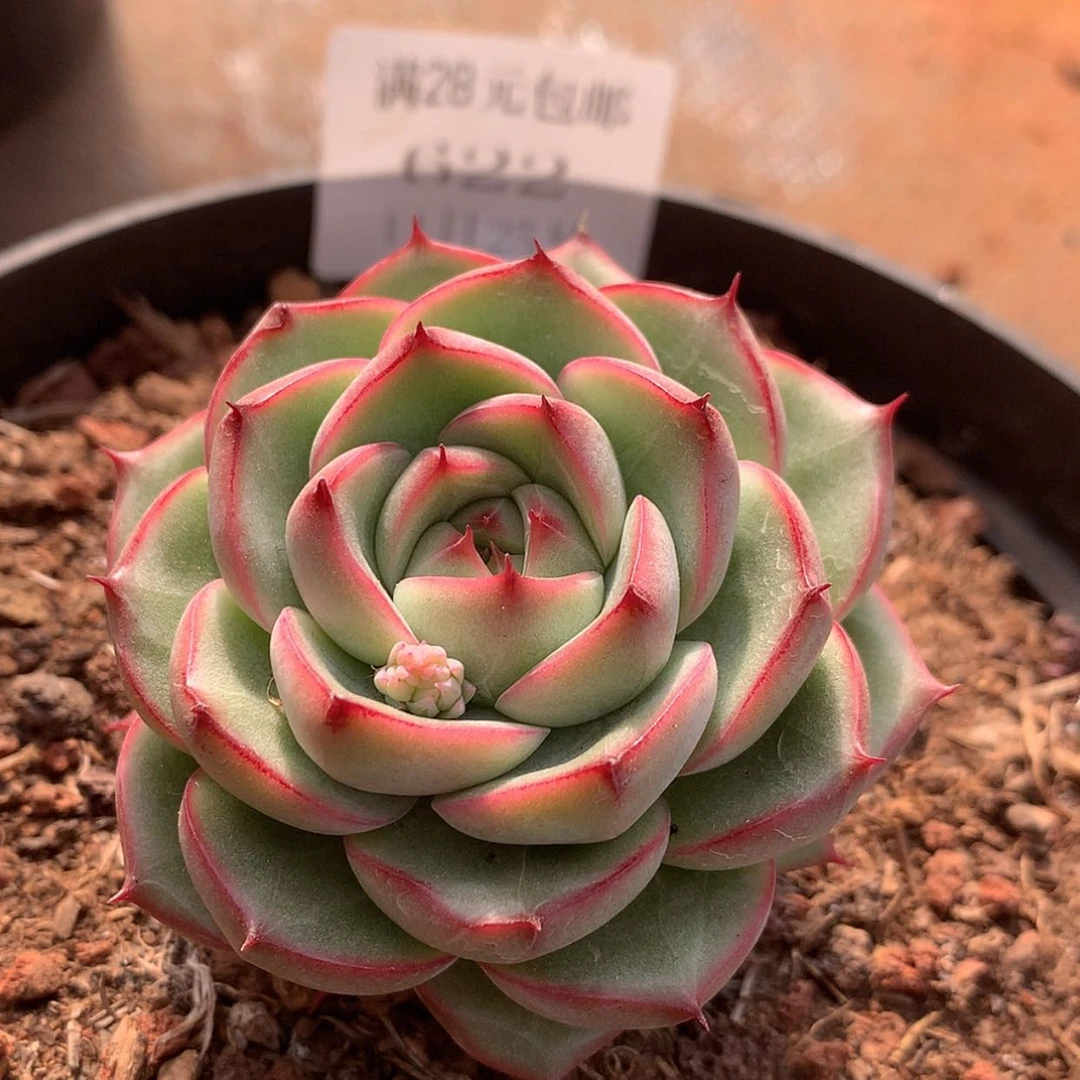 【闪购商品】云622号线