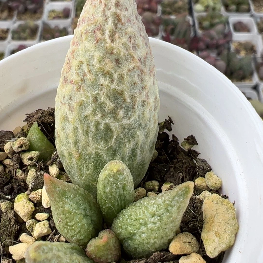 蜡笔小新多肉植物水泡