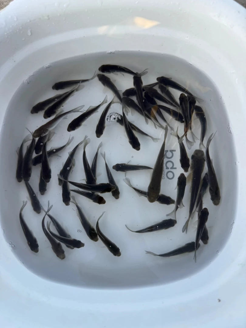 中科5号鲫鱼苗优质淡水鱼苗上浮鱼金鱼