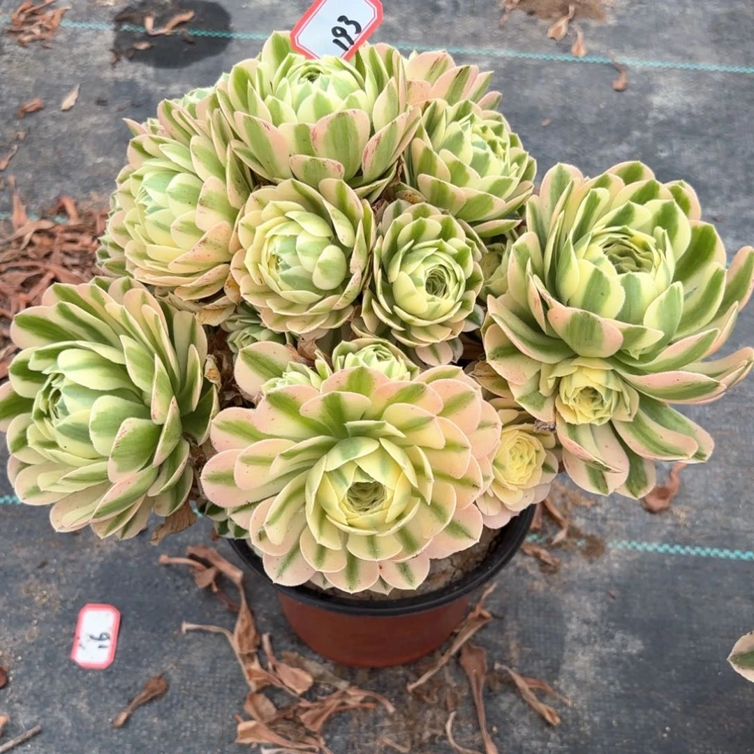 无花朵193迈巴赫朵朵多肉植物