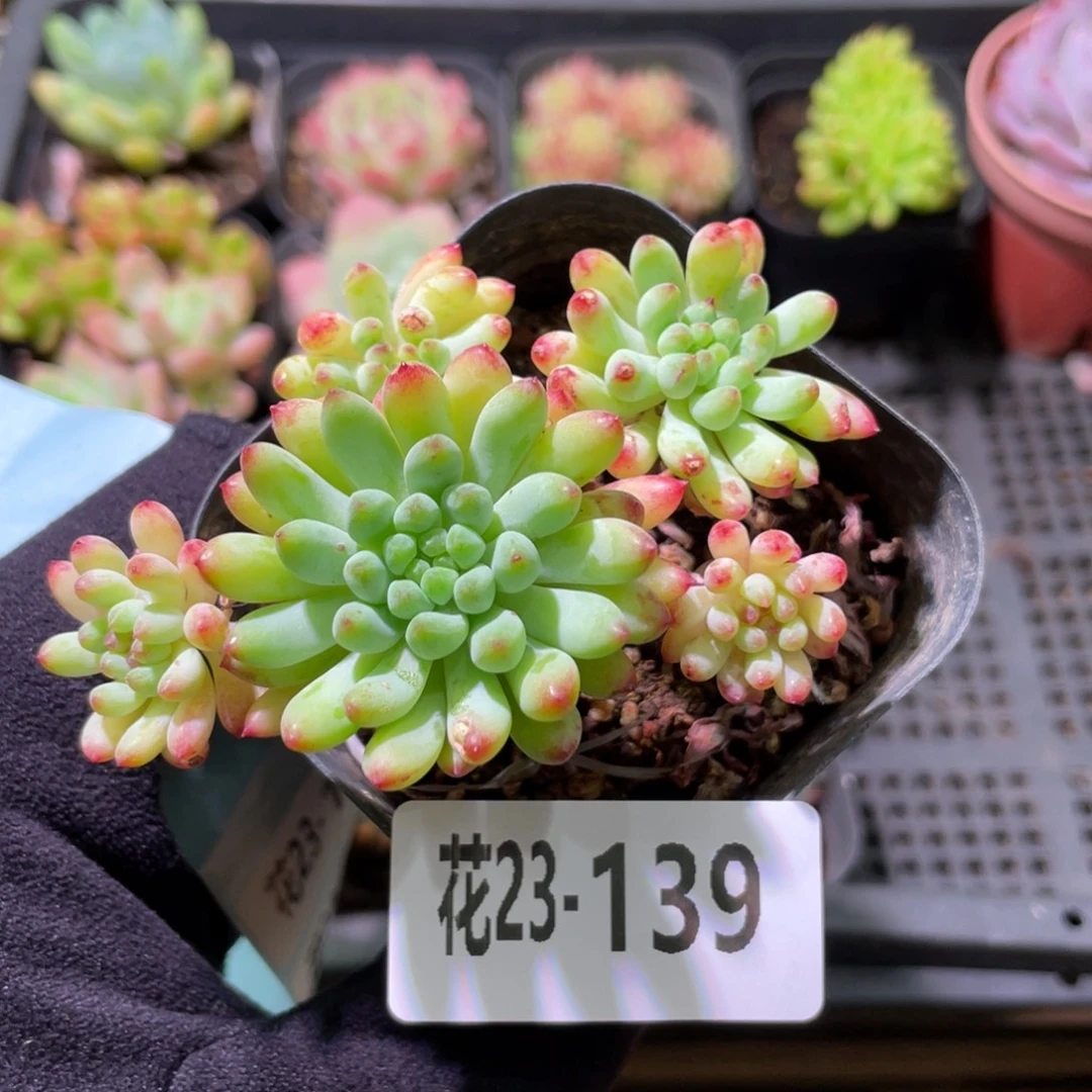 花利美23-139烟花群