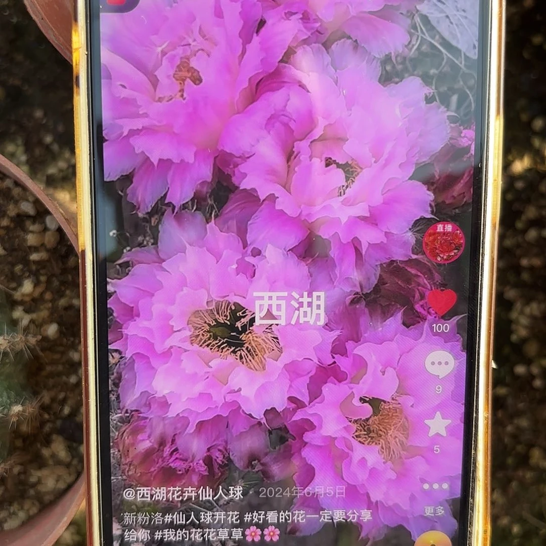 带根新粉洛带根彩仙人球