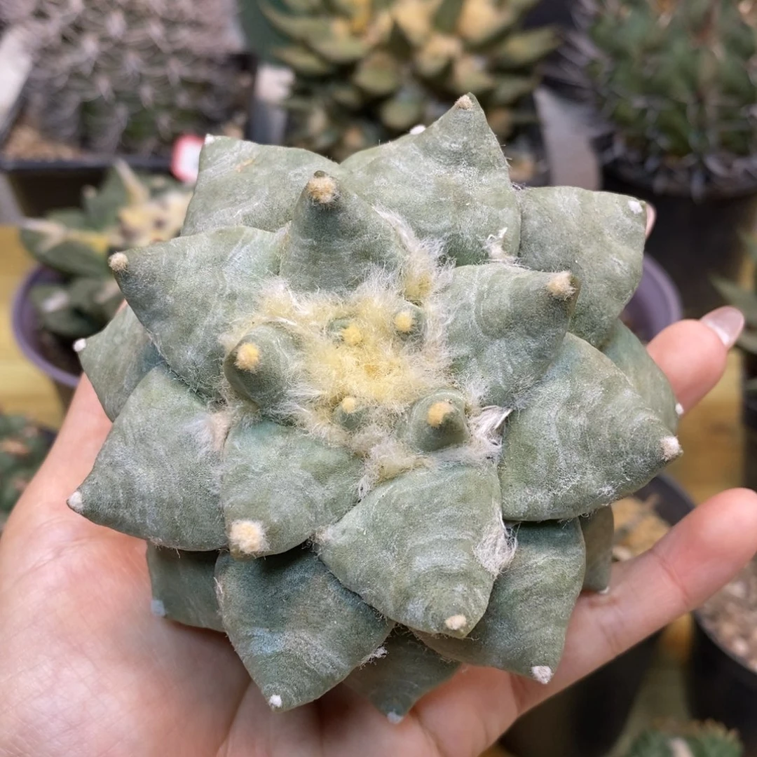 23号 苗接翘尤青瓷9.5公分 无根