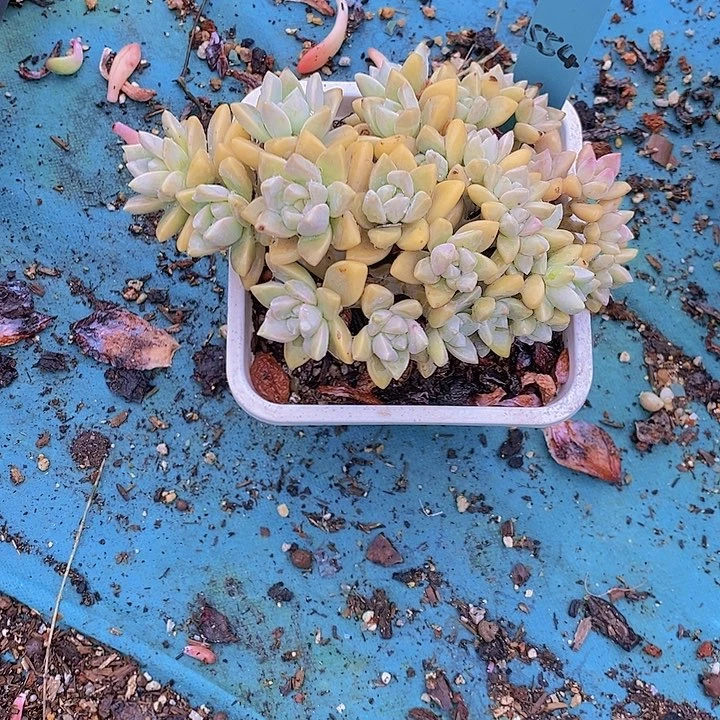 554多肉植物老桩