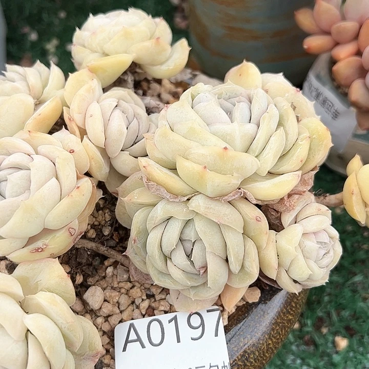 幸运的人儿们都在努力学习