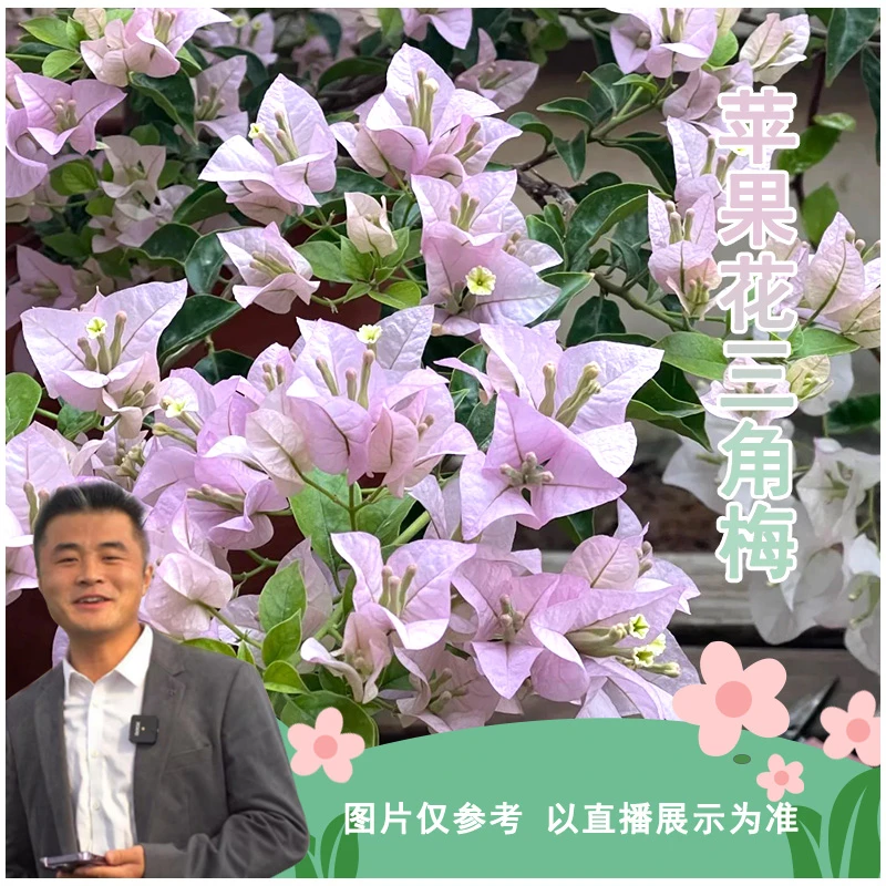 苹果花三角梅喜光易养护勤花室内室外阳台庭院花卉盆栽地栽