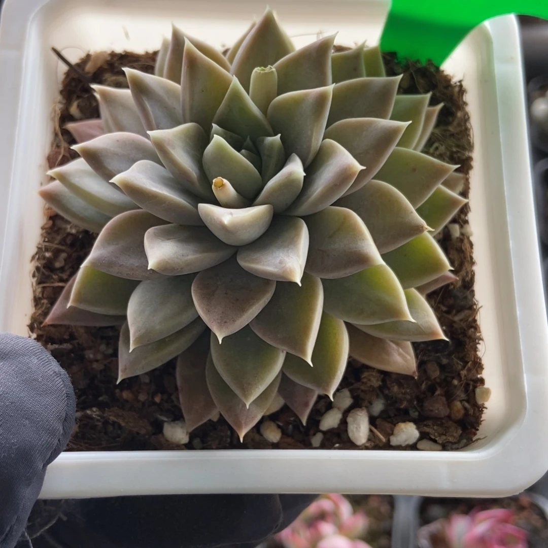 3132多肉植物保护