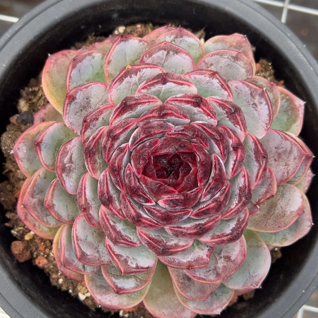 T****微4877肉肉肉肉肉肉肉肉