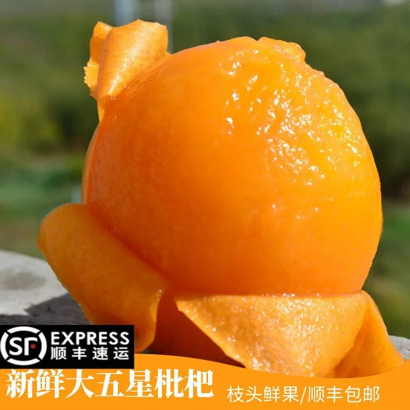 【顺丰包邮】重庆巴阳大五星枇江边现摘枇杷新鲜多汁当季水果整箱