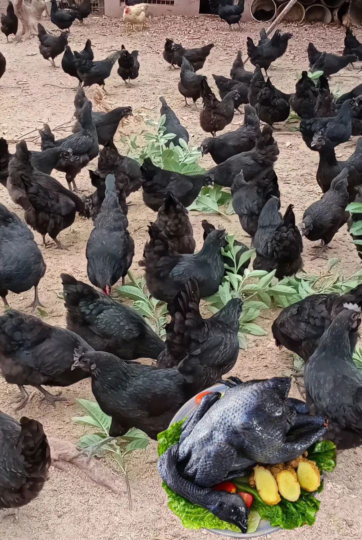 云南露天散养纯种青年五黑乌骨鸡下绿壳蛋肉质鲜美生态飞鸡