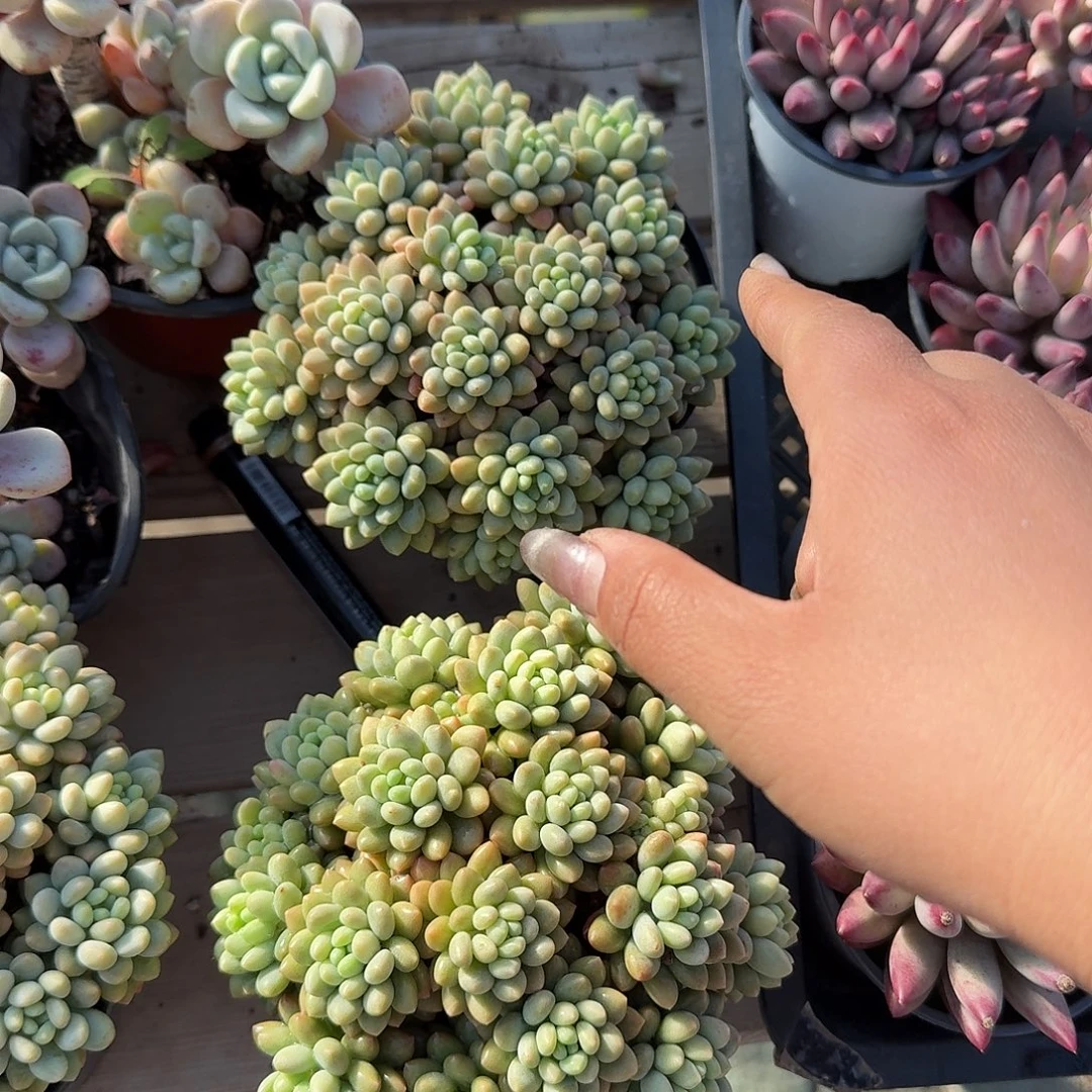 鱼子酱特价多肉植物