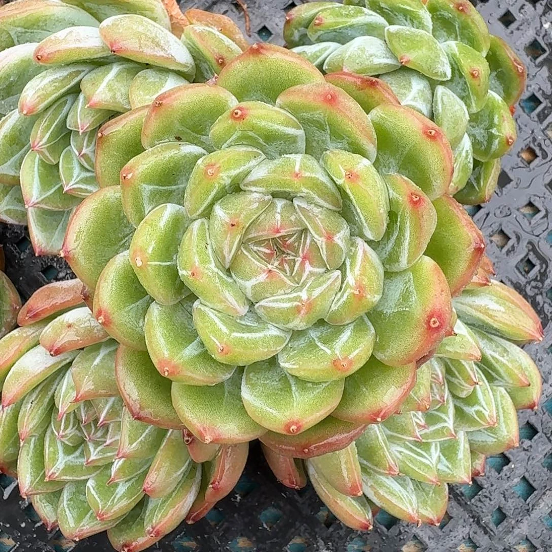 从前慢多肉编号雪花珍妮