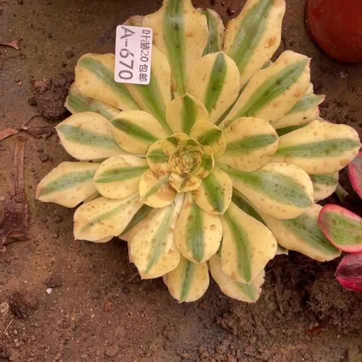 670绿珀多肉12344578多肉