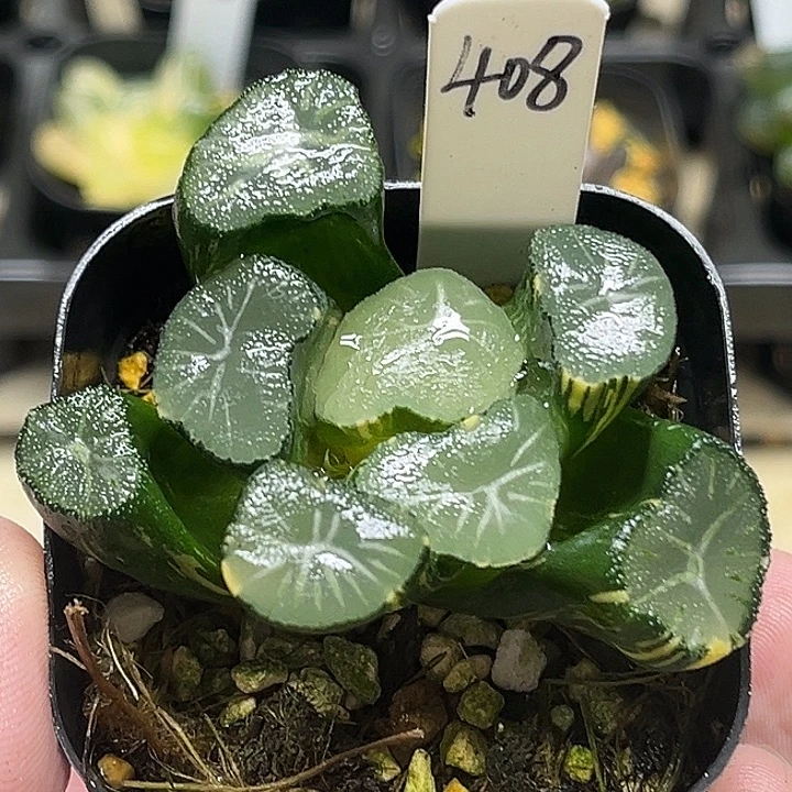 408大窗玉龙万象锦