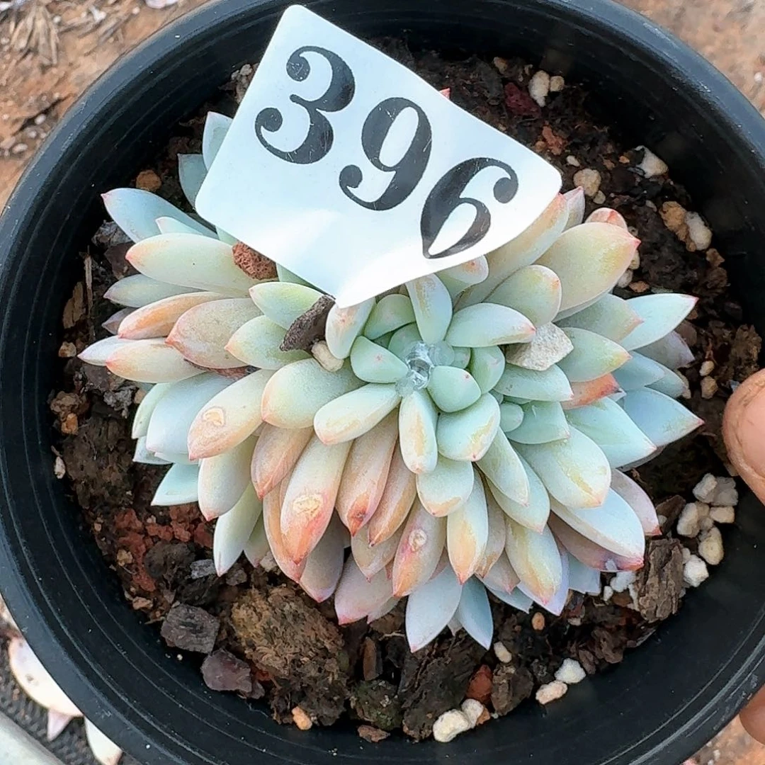 夏*3161646464664344644