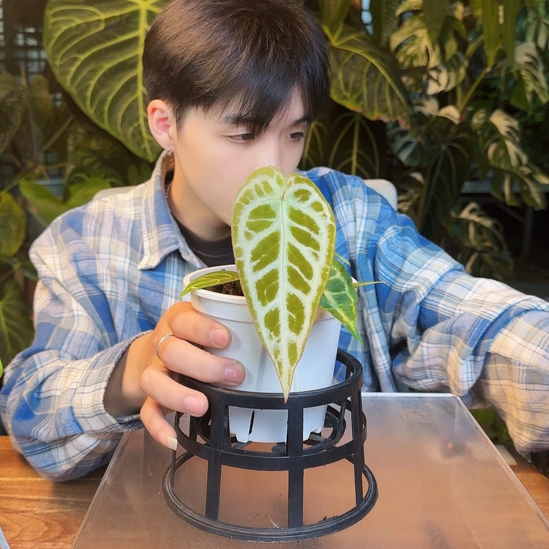 完全开放Z200长脸流星沙杂银刷子