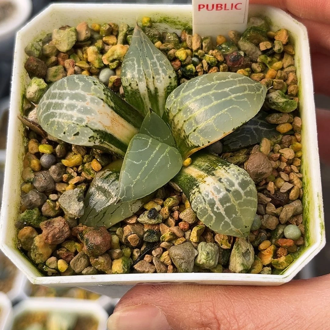 763水晶康平寿锦福利福利