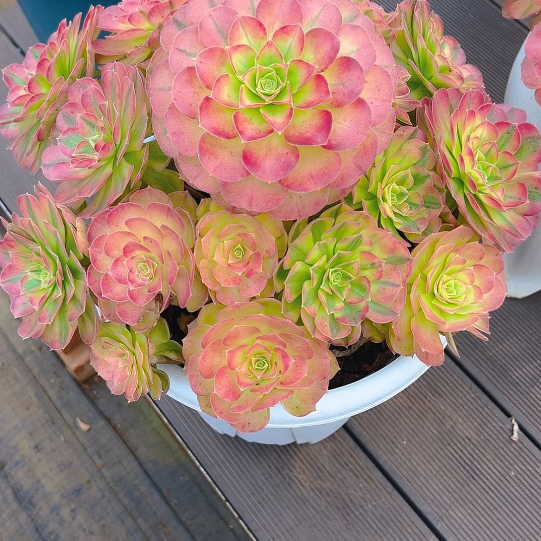 纸***鸢111111111111111111111