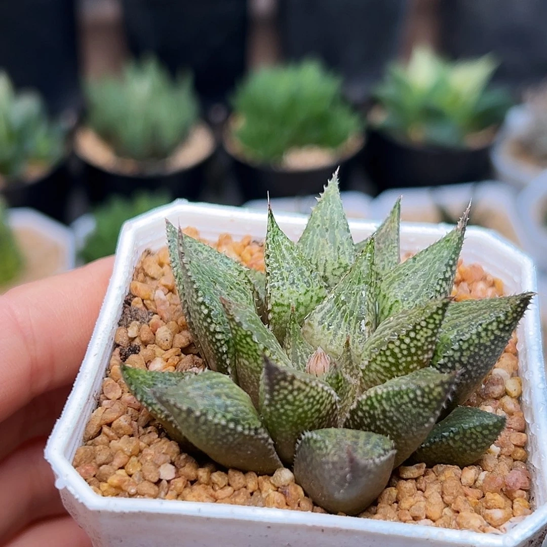 蛇皮寿硬叶十二卷