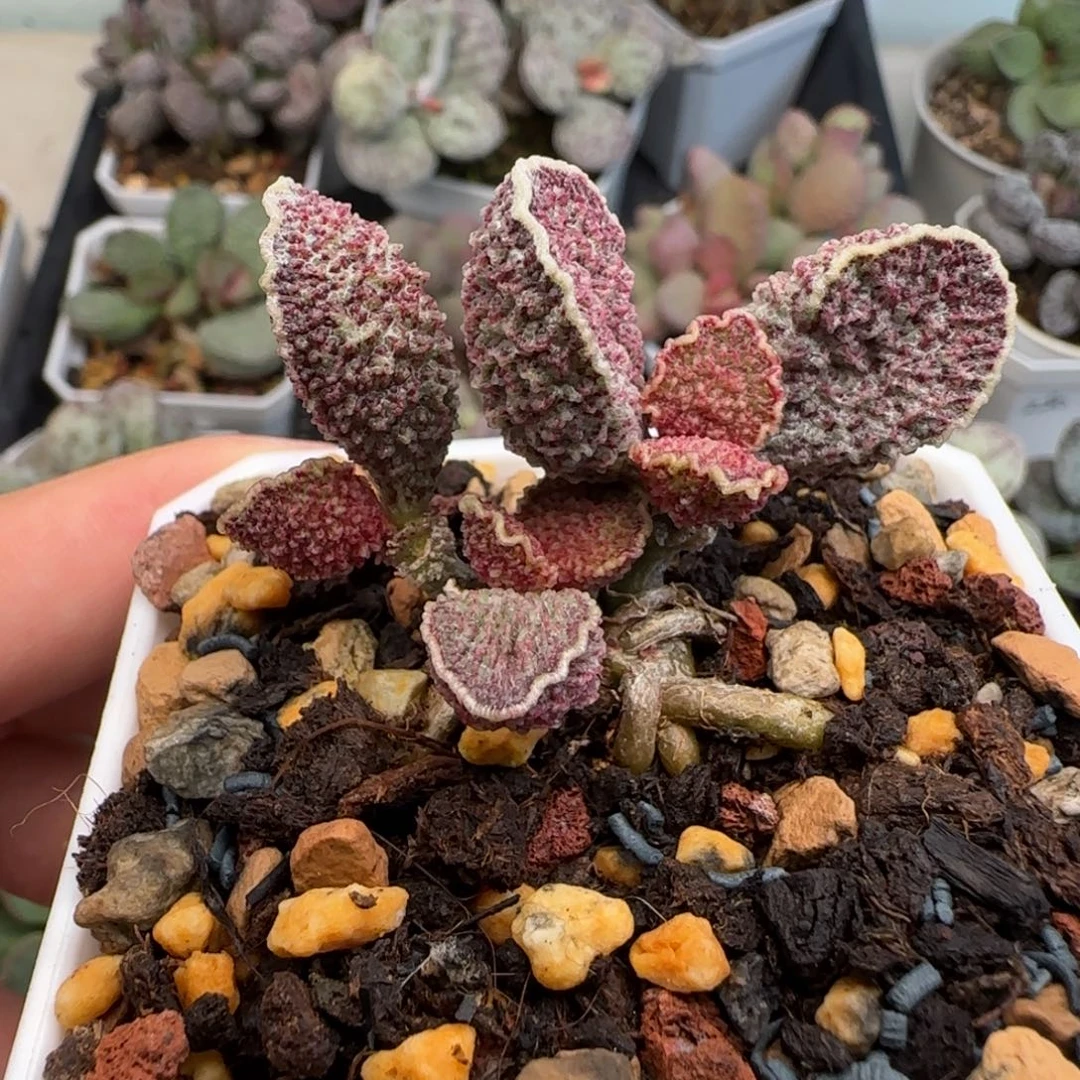 凤哕水泡多肉植物