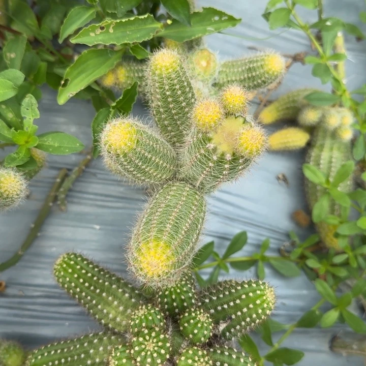 白檀仙人掌群生504