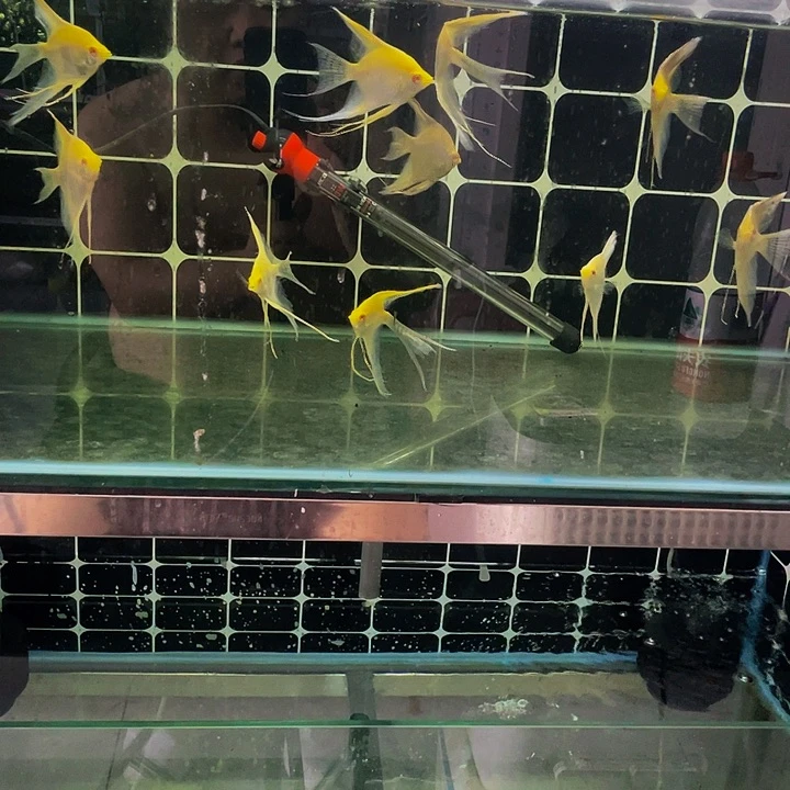海水淡水特价金燕激光彩虹