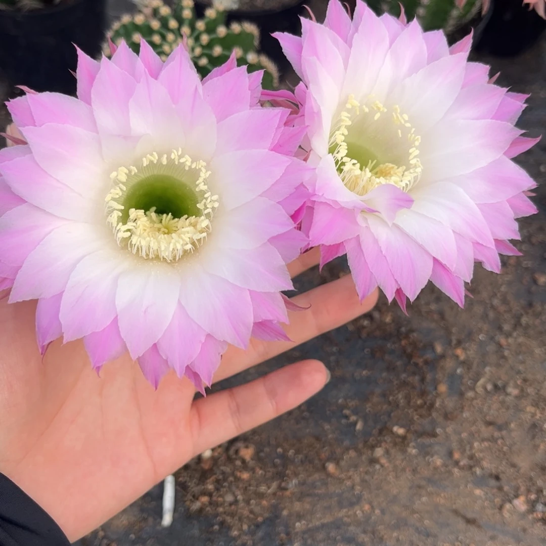 流***猫实生黑金刚仙人球1