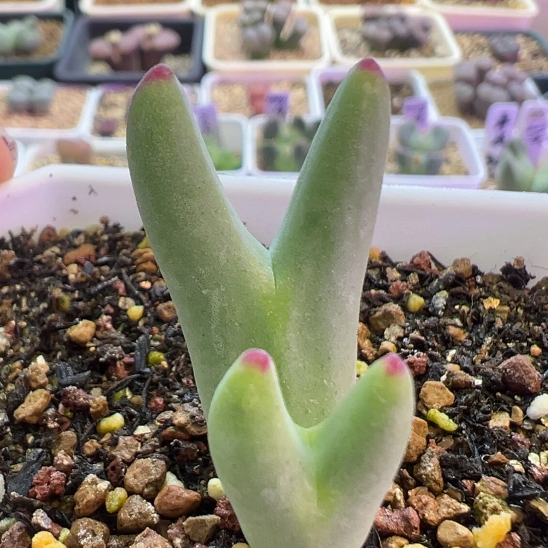 优选皮卡丘 肉锥植物